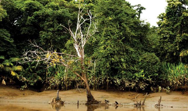 FOTO 5 | 3. MANGLARES EN PELIGRO: La afectación de los manglares, reflejada en una disminución sostenida de la concha negra (sustento de las comunidades de la zona), está relacionada con la disminución de la salinidad de las aguas costeras pero el aumento