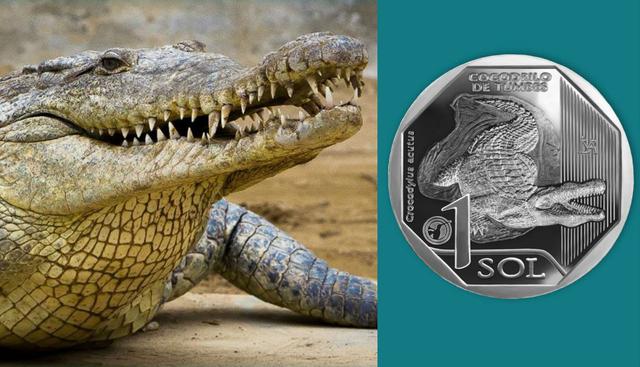 FOTO 2 | La siguiente se emitió con la imagen del cocodrilo de Tumbes. (Fuente: BCR)