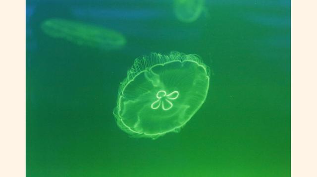 Durante el recorrido los visitantes podrán tocar estrellas de mar y mantarrayas (Foto: Reuters)