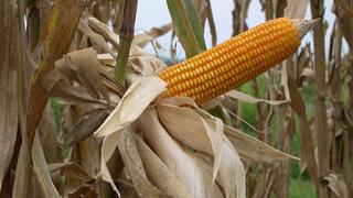 Productores de maíz de EE.UU. pierden terreno ante Brasil, Ucrania