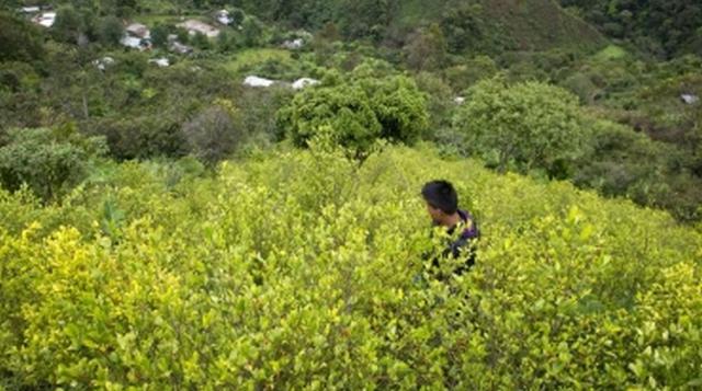 No obstante estos números, la Oficina de Naciones Unidas contra la Droga y el Delito destacó (2013) la disminución del cultivo de arbusto de coca y de la prevalencia anual del consumo de cocaína (0.4%). (Foto: AFP)