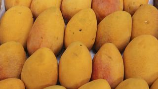 México alcanza el quinto puesto a nivel mundial en producción de mango