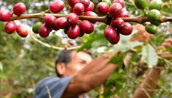 El café fue uno de los productos estrella de la selva peruana. (Foto: GEC)