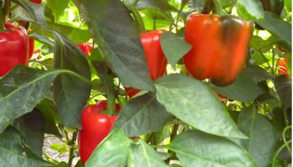 El pimiento morrón o bell pepper es el más demandando en los mercados internacionales, en todas sus presentaciones. (Foto: Adex)