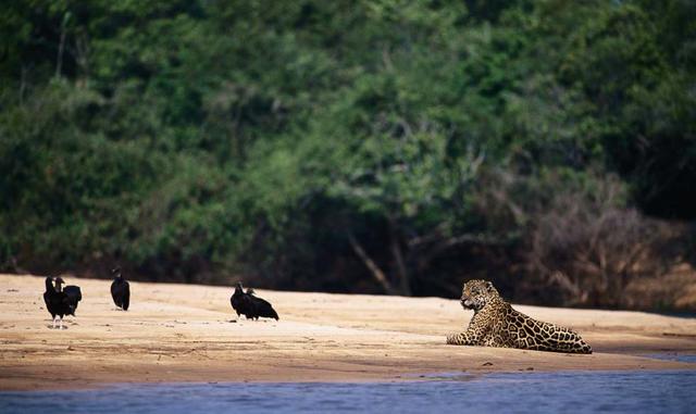 FOTO 14 | JULIO. Pantanal (Brasil). Este gran humedal ubicado en la región brasileña de Mato Grosso do Sul tiene una peculiaridad: la ausencia de la obstructora selva amazónica permite ver fauna con mayor facilidad, sobre todo durante la estación seca, cu