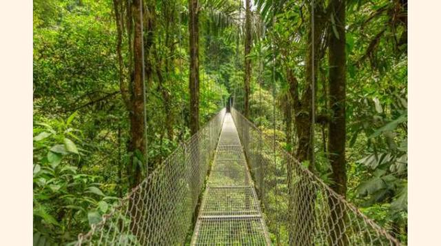 Reserva Biológica Bosque Nuboso Monteverde, Costa Rica. Este bosque tropical está situado a 1 440 metros por encima del nivel del mar y está constantemente envuelto por una húmeda niebla que hace que las copas de los árboles desaparezcan. Esta bruma, adem