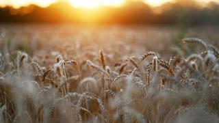 Monitor de cultivos de la UE recorta la mayoría de previsiones de rendimiento de granos por clima seco