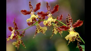 Florida sufre porque nadie necesita plantas ornamentales durante la pandemia