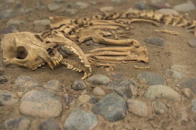 "Los perros tienen cortes bien hechos cerca del cráneo, responden a algún tipo de sacrificio porque fueron enterrados al igual que lo cuyes junto a los jóvenes guerreros", precisó. Carrión explicó que este descubrimiento permitirá determinar los