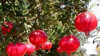 Progranadas probará este año con nueva variedad española para ampliar ventana de envíos