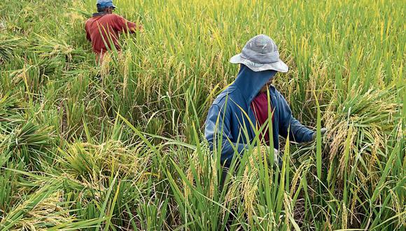 Cultivos. El arroz es el que más área de producción tiene en el Perú, pero se ha reducido en esta campaña.  (Foto: iStock)