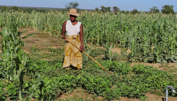 Una agricultora trabaja el campo en la localidad de Anjahamahavelo, en el sur de Madagascar. | Sarah Tetaud / AFP/Archivos