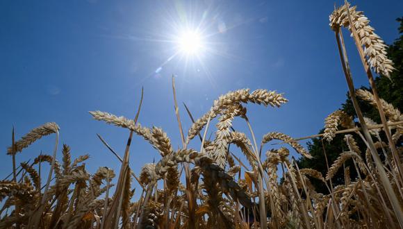 Las existencias de trigo se mantuvieron ligeramente por encima de las de hace un año, según el Departamento de Agricultura de Estados Unidos. (Foto de Ina FASSBENDER / AFP)
