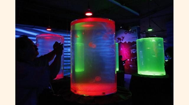 Para diciembre de este año se espera contar con 307 especies y cerca de 10,000 ejemplares. (Foto: Reuters)