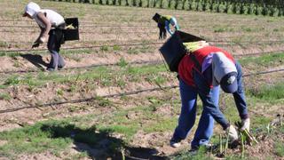 AgroChavín apuesta por nuevas áreas de espárragos y ampliación de  productos