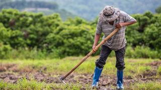 Agricultores del norte venden sus tierras para soportar crisis por pandemia