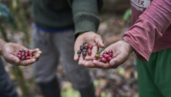 El café es el principal motor de economía de miles de familias en el país. Foto: Christian Ugarte / Mongabay Latam.