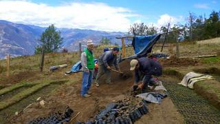 San Martín lidera la reforestación de áreas amazónicas por estas razones