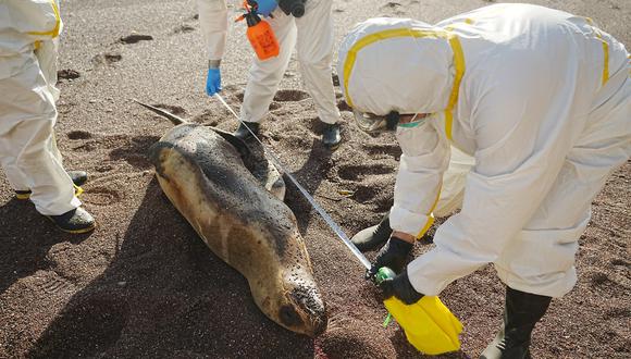 Al menos 585 lobos marinos y cerca de 55 mil aves han muerto por la gripe aviar.  Foto: Sernanp