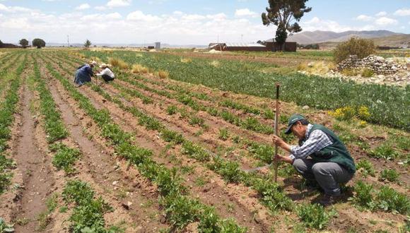 Sector agropecuario: riesgos ante la llegada de El Niño y expectativas para los siguientes años. Foto: Agro Rural