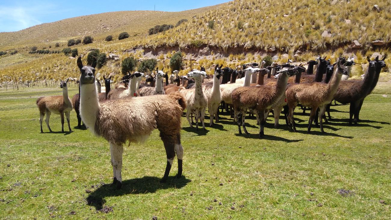 Esta iniciativa fue impulsada por la Estación Experimental Agraria Illpa del INIA en Puno. (Foto: Difusión)
