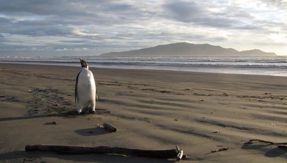 Esta foto muestra un pingüino emperador en Nueva Zelanda, a unos 3.000 kilómetros (1.900) de su hogar en la Antártida. (Foto: Richard Gill / DEPARTMENT OF CONSERVATION / AFP)