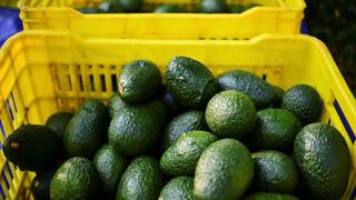 EE.UU. amenaza con bloquear importación de palta mexicana por violencia en Michoacán