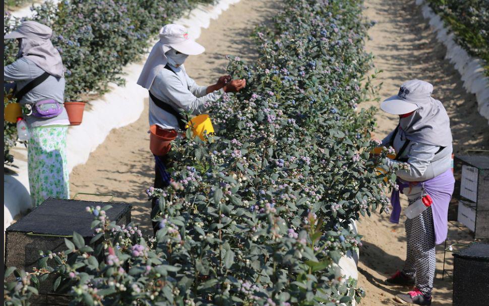 (Foto referencial: Minagri)