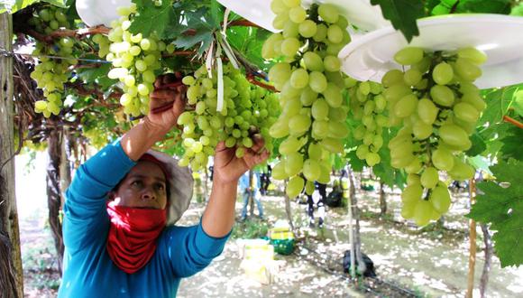 En 2022, se registraron exportaciones de uvas a 53 mercados extranjeros, por un monto de US$ 1,362 millones, según el ministerio. Foto: Diario El Comercio.