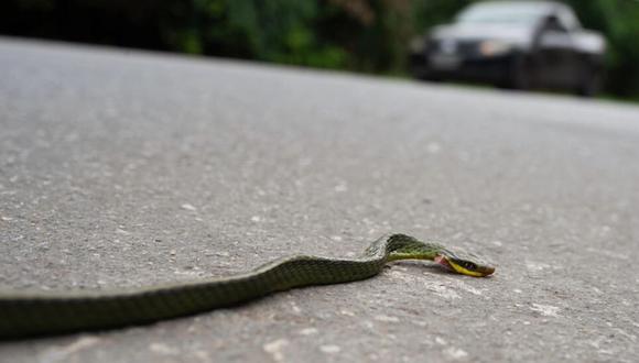 Una serpiente muerta aplastada por un auto en la ruta Roberto Burle Marx en el oeste de Río de Janeiro. © TERCIO TEIXEIRA / AFP