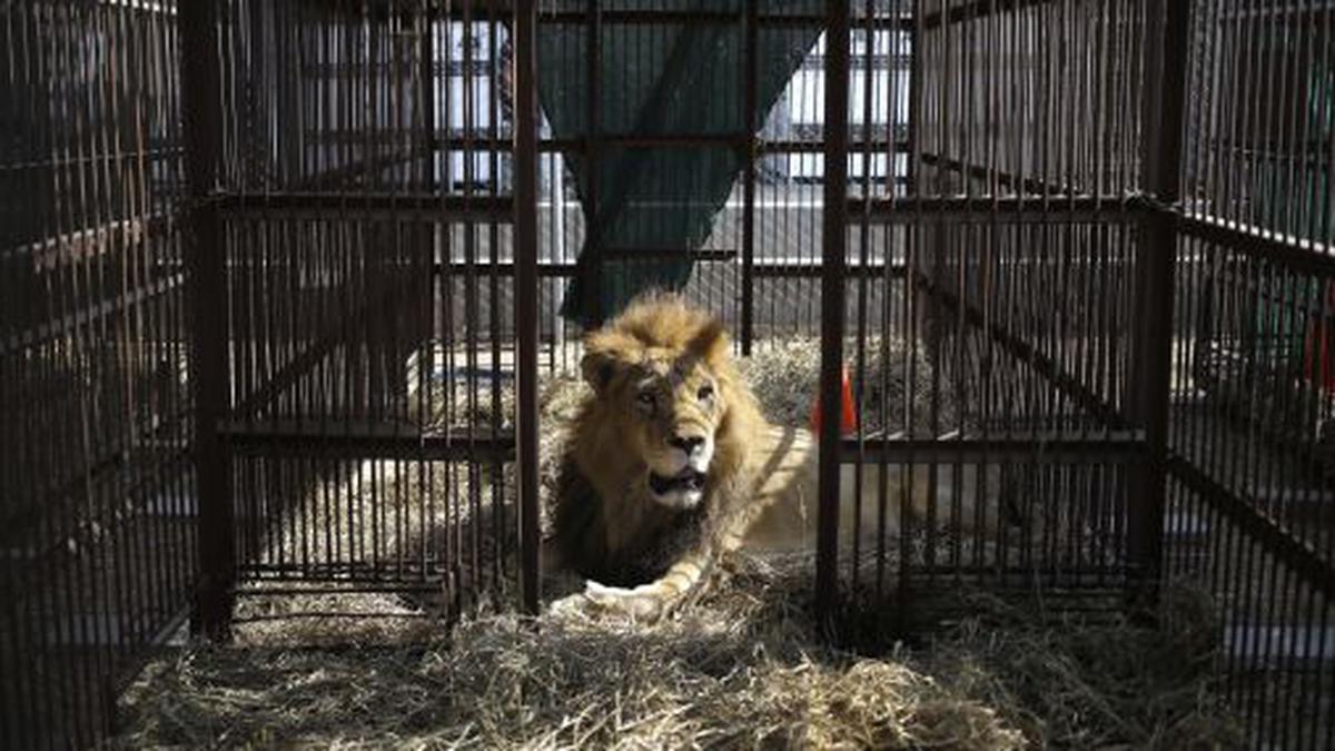 Trasladarán 33 leones de circos de Perú y Colombia a un santuario en  Sudáfrica | TENDENCIAS | GESTIÓN