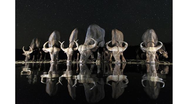 'Búfalos y estrellas' – Andreas Hemb (Suecia), Abierto, Vida Silvestre.