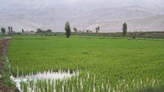 Las cifras y datos que reflejan la importancia del arroz para el Perú