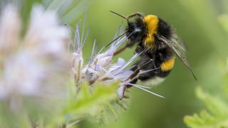 Minagri prohíbe importación de pesticidas agrícolas que son tóxicos en aves y abejas