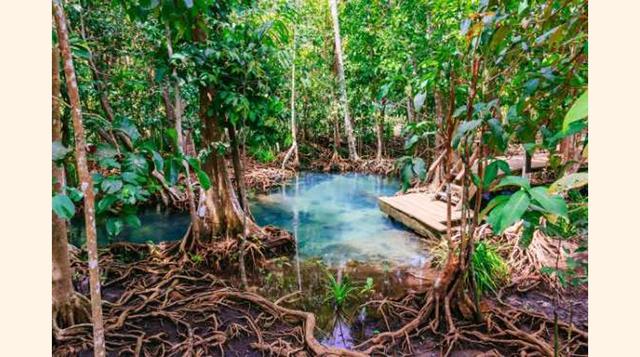 El Manglar De Tailandia. Las raíces de los árboles crecen por encima para evitar la sal de la tierra y la falta de oxígeno que hay bajo el agua. El color esmeralda tan bonito se debe a la mezcla de agua marina y agua fresca de las montañas cercanas. . (Fo