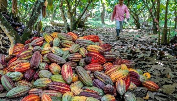 En el 2023, las exportaciones de cacao alcanzaron ventas por US$ 219 millones, indicó el Midagri. (Foto: El tiempo).