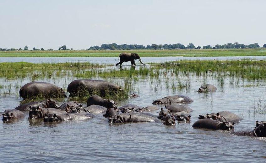 Postal de Botsuana. (Foto: Gürkan Genç)