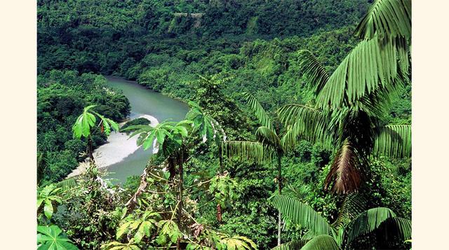 Chocó-Darién, 3 millones de ha (Colombia). El principal problema que sufre este bosque viene de la guerrilla. Durante muchos años, las FARC han incurrido en actividades de tala ilegal para financiarse. Los nueve grupos indígenas que viven en Chocó-Darién 