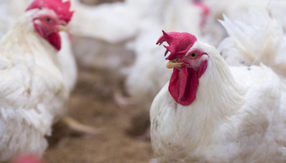 La directora de ALA, Juana Galván, aseguró que “el futuro de la alimentación mundial pasa por América Latina y el Caribe y la industria avícola debe estar preparada para este llamado”. (Foto:iStock)