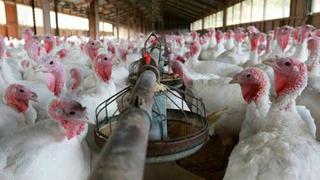 Adex: Se reduce exportación de carne de pavo