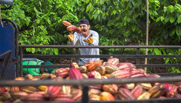 Las mypimes que forman parte del programa piloto producen cultivos como cacao, café y banano.  (Foto: GEC)