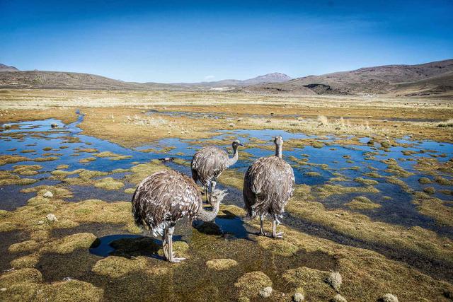 Población escasa del Suri vive en las alturas de las regiones de Puno, Tacna y Moquegua. (Foto: Consentido.nl)