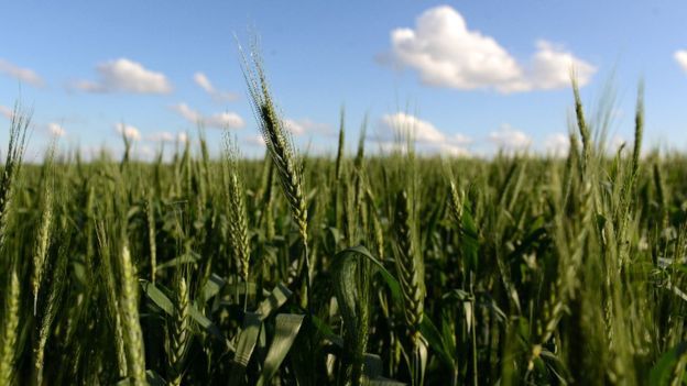 Government of Argentina announces the creation of a wheat trust to avoid increases in food prices
