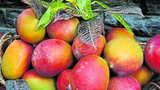 Exportación de mango fresco a Corea del Sur supera los US$ 12.3 millones a setiembre