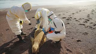 La estampa de muerte que deja la gripe aviar en bellas playas del Pacífico