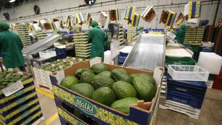 Exportaciones de palta peruana recuperarían este año nivel récord del 2018