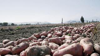 Se sembrarán 20 mil hectáreas menos de arroz, papa y cebolla en nueva campaña