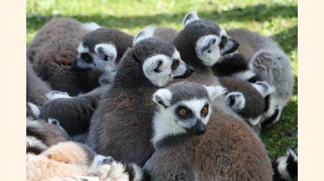 Blackpool Zoo, Blackpool, Reino Unido.