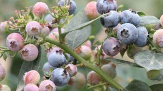 Productores de arándanos se enfrentan a caída de precios