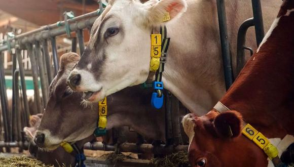 Las vacas de esta aldea del norte de Suiza usan correas en el cuello conectadas a la red 5G de Huawei en lugar de las tradicionales campanas planas. (Foto: Bloomberg)